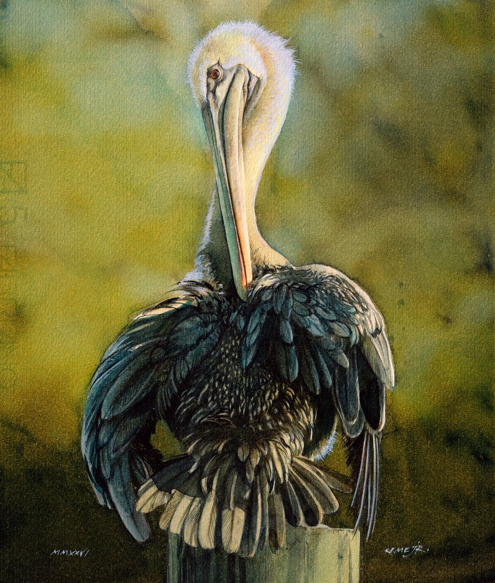 Impressionistic Watercolour , Bird Ccxxxix - Pelican By Reme Jr., 10 X 12, Artwork For Sale On Artfinder