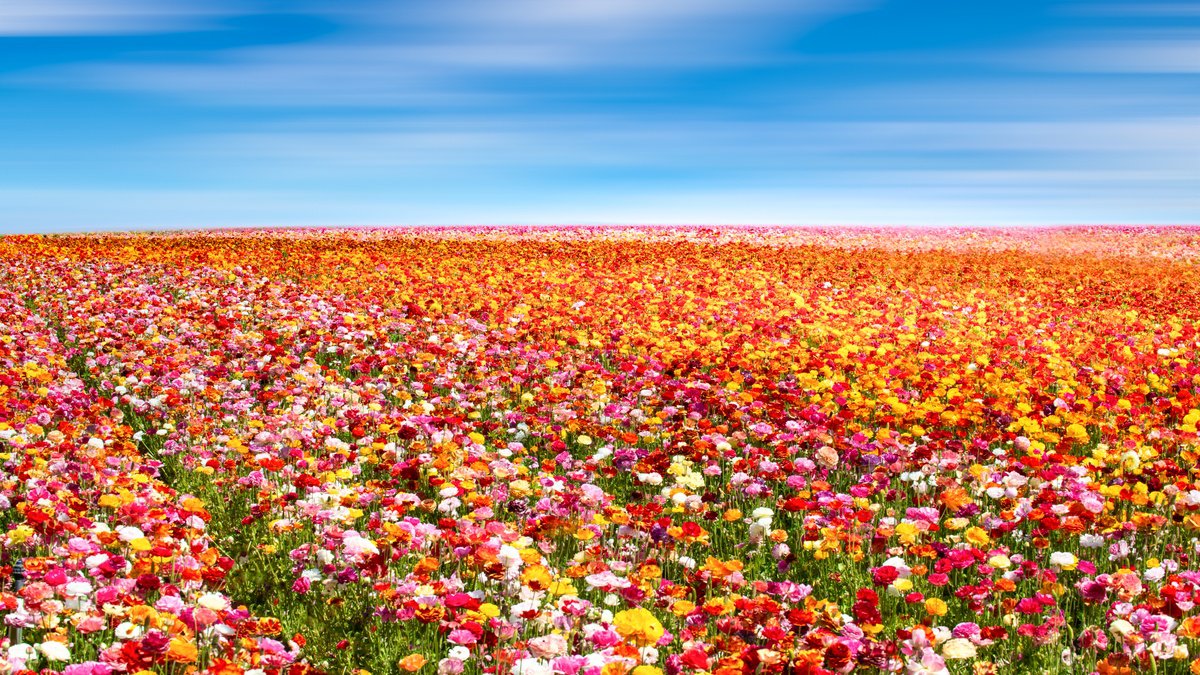 Surrealistic Botanical Photograph By Harv Greenberg, 43 X 24, It