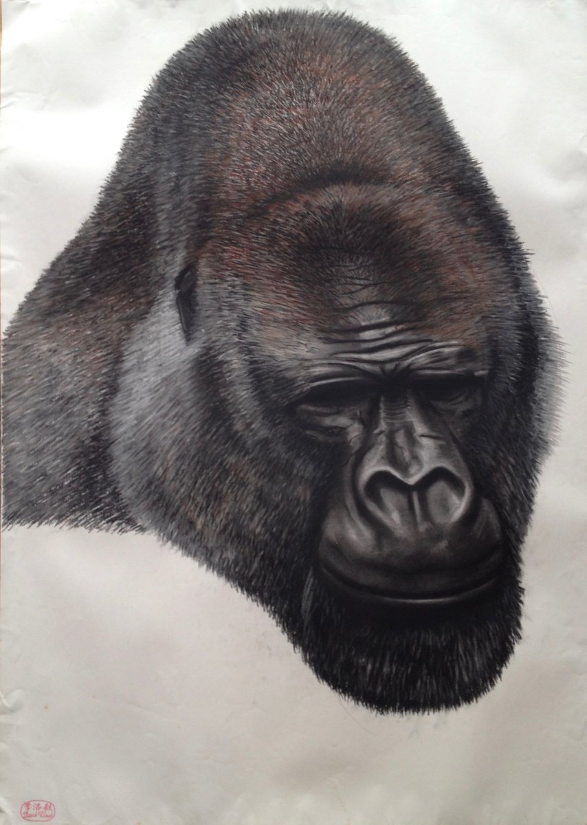 Gorilla by David Lloyd