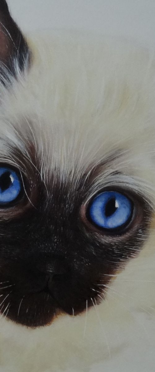 Cat,    The Look. by Mel Davies Original Art