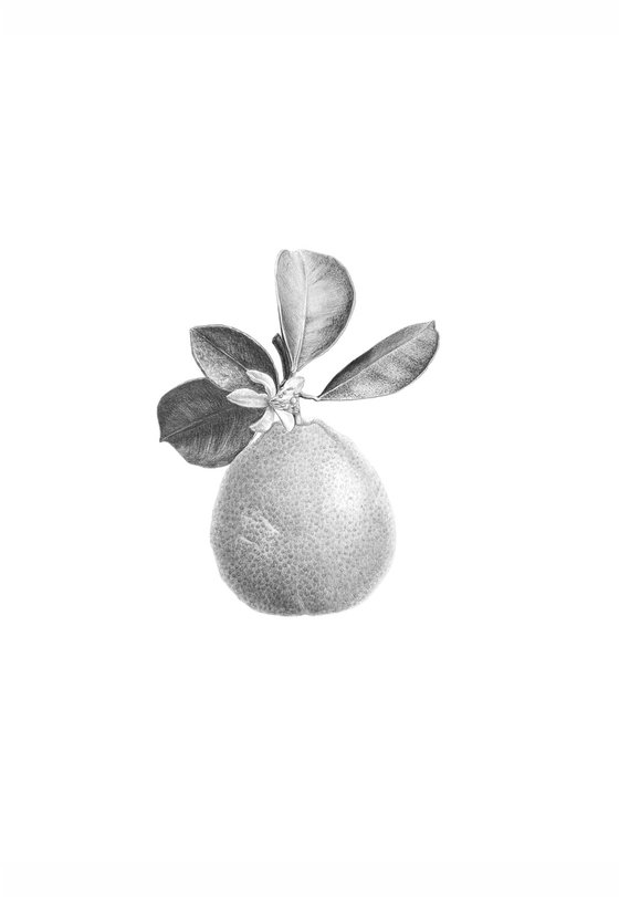 Calamondin, citrus drawing