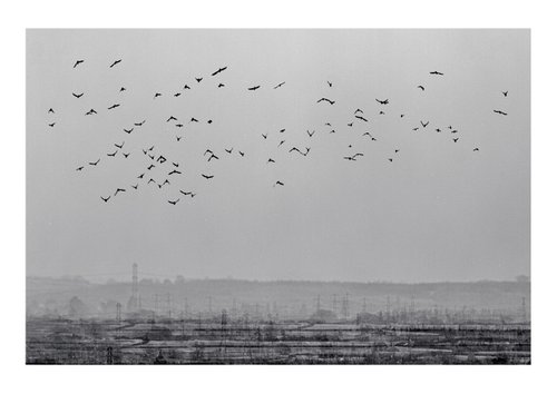Midwinter #8 Limited Edition #1/25 Fine Art Photograph of Bare Winter Trees and Birds Flying by Graham Briggs