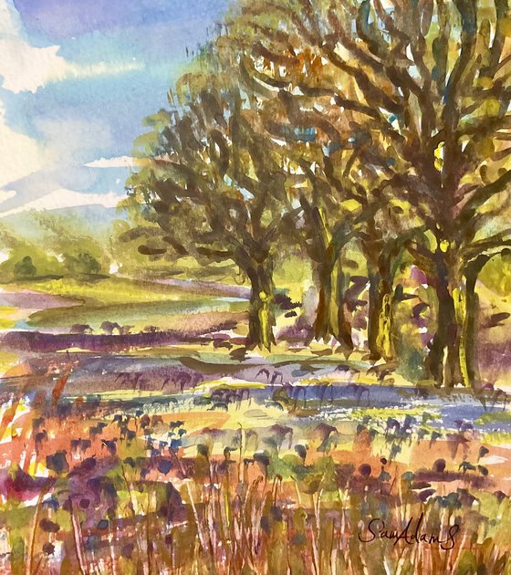 Old oaks, bluebells, Wiltshire
