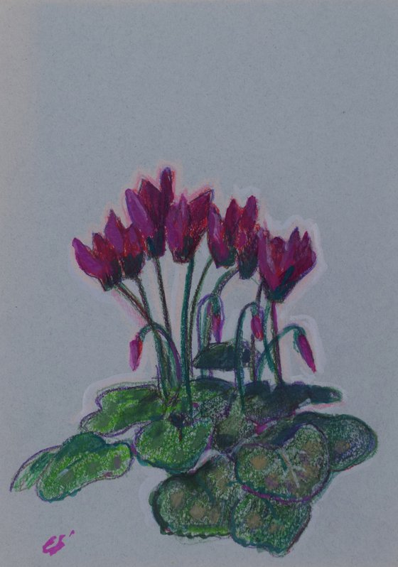 Cyclamen