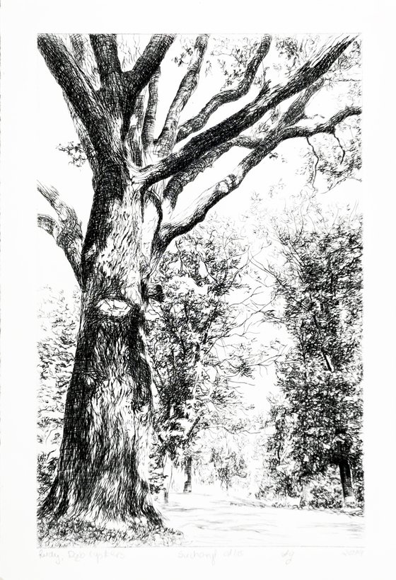 Cysterian Oak Tree