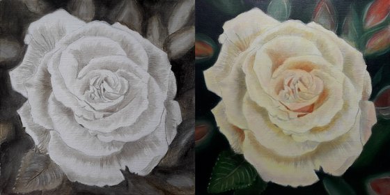 Rose in the Garden