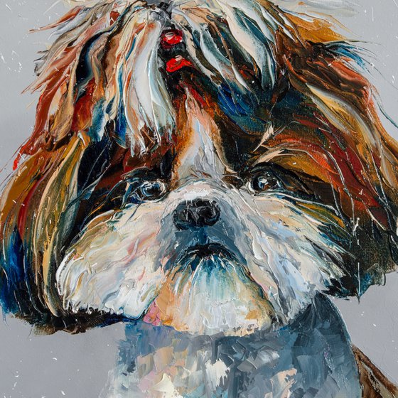 Shih Tzu