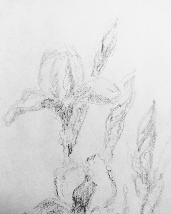 Iris. Original pencil drawing.