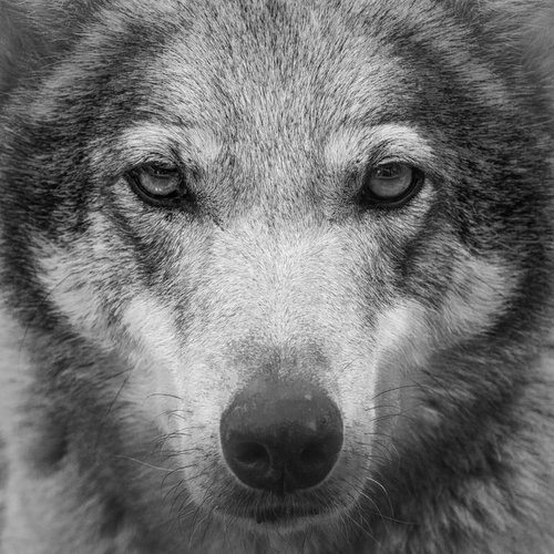 Wolf eyes by Vlad Durniev