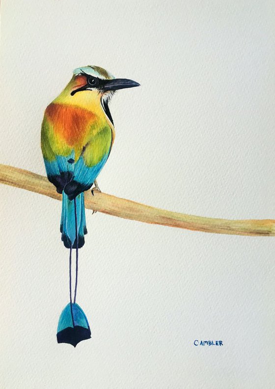 Turquoise Browed Motmot