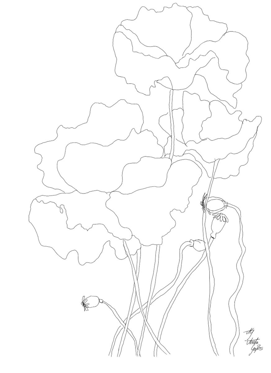 Graphic Botanical Giclee Print By Aneta Gajos, 16 X 20, Poppies 1, Original Artwork