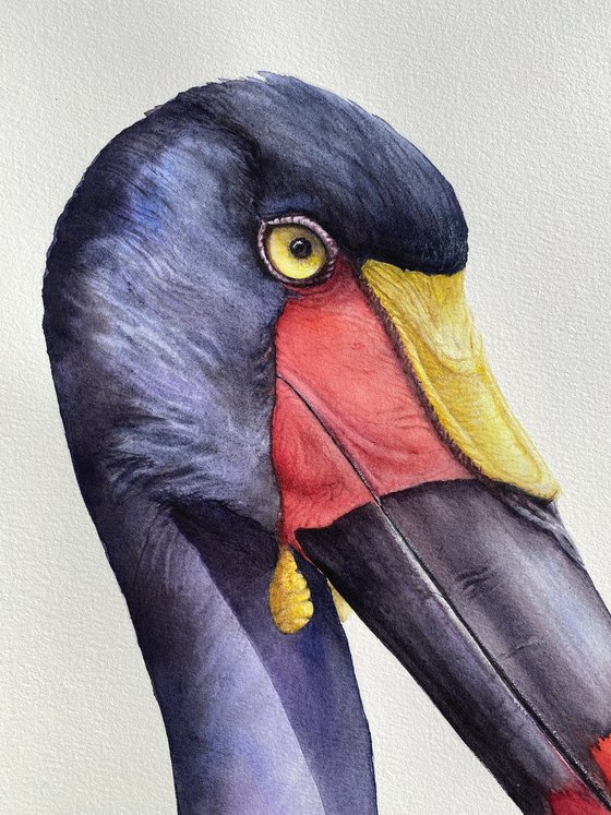 Saddle-billed Stork Portrait