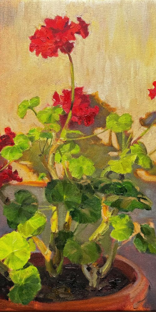 Pelargonium in Evening Light by Nataliia Nosyk