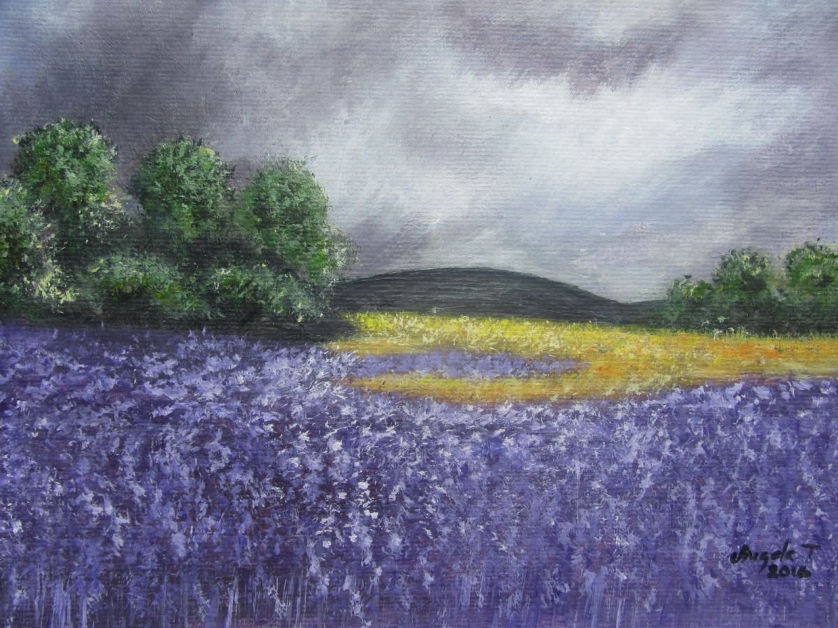 Lavender field by Angela Titirig