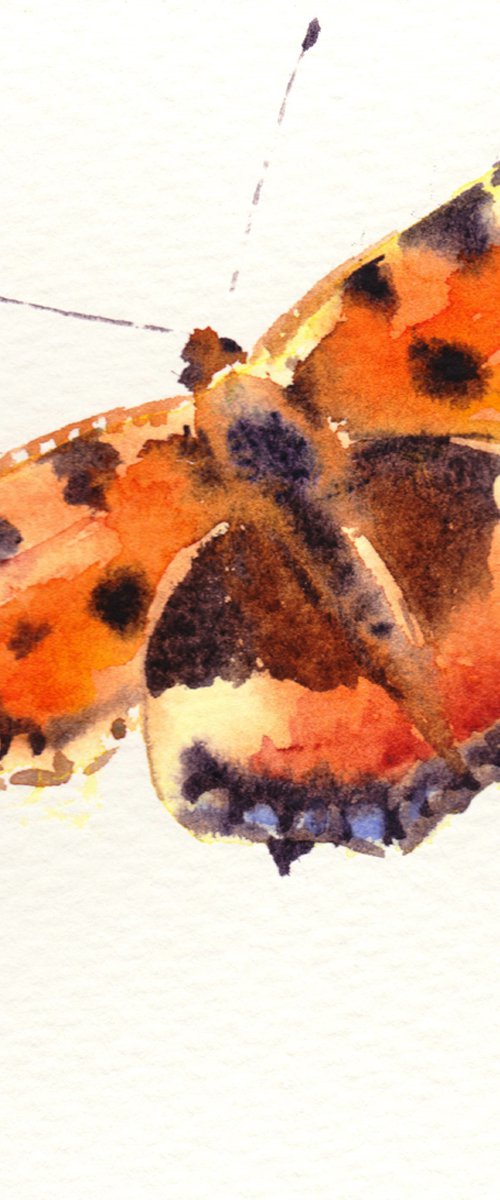 Butterfly painting, Small painting, Tortoiseshell, butterfly by Anjana Cawdell