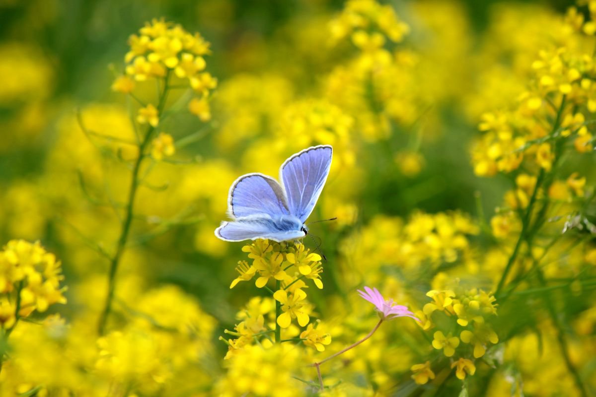 Butterfly on a yellow flower by Sonja  Cvorovic