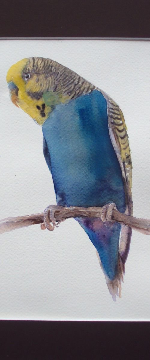 Blue Budgie by Teresa Tanner