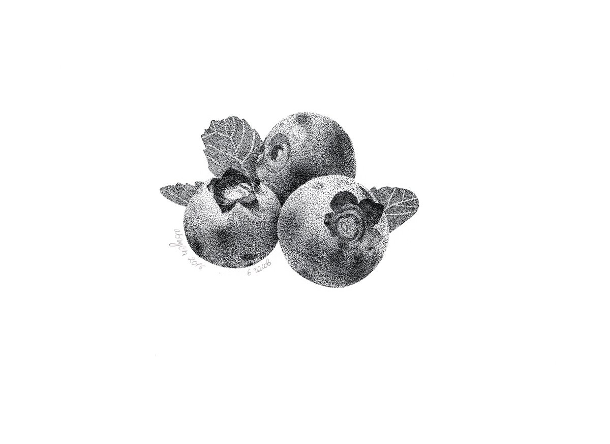 Three Blueberries - original stippling drawing by Alona Hryn