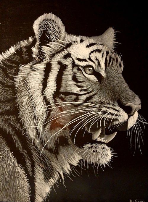 Tiger in black and white 2 by Barry Gray