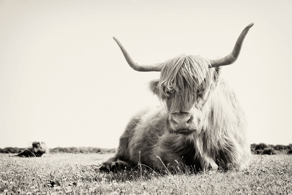 Long Horned Highland Cow by Andrew Lever