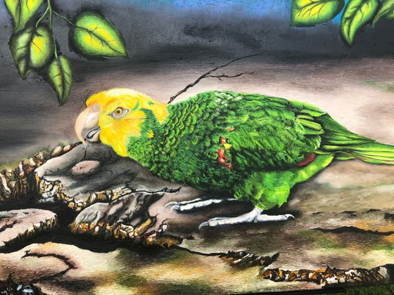 yellow naped amazon parrot