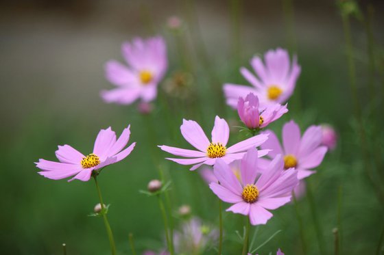 Field of cosmos