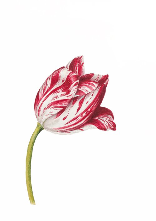 Tulip. My interpretation of the work by the English entomologist Alexander Marshall (1620-1682) by Nataliia Kupchyk