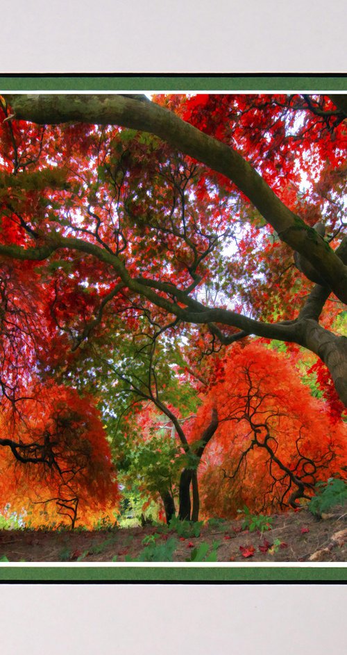 Autumn colour by Robin Clarke