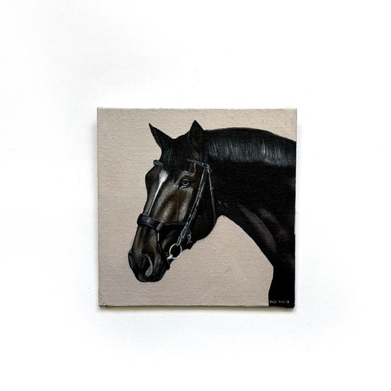 Horse Portrait 11