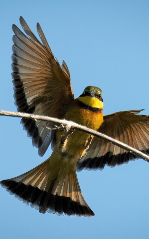 Touchdown! by Nick Dale