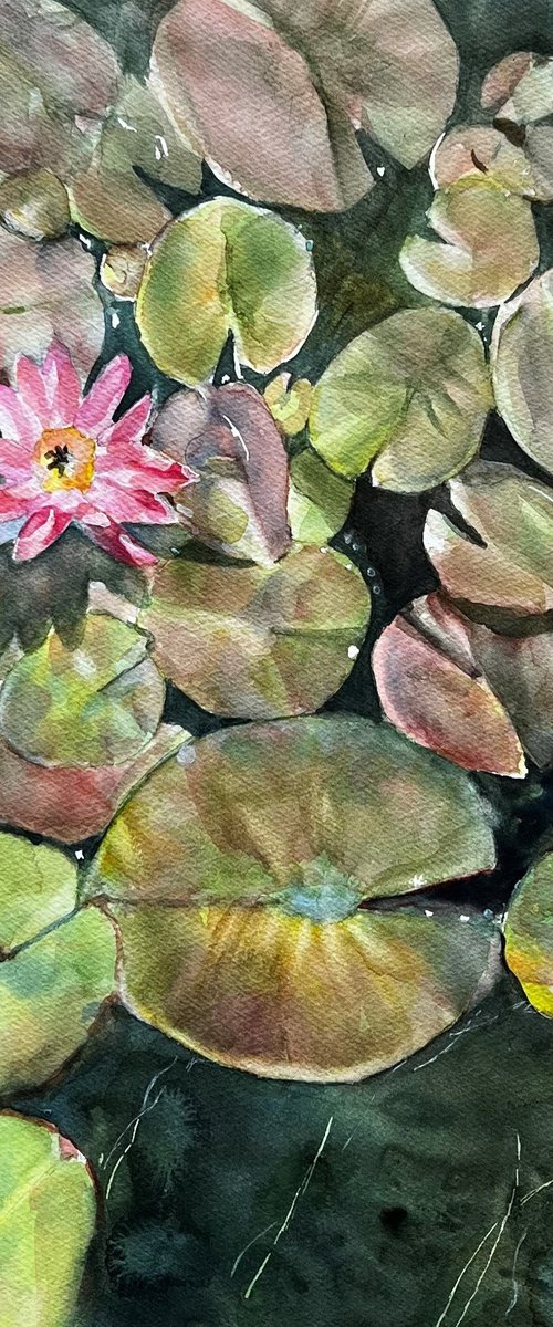 Pool of Lilies by Bronwen Jones