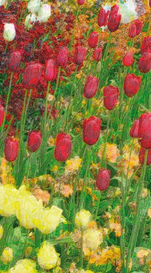 Tulipanes by Javier Diaz