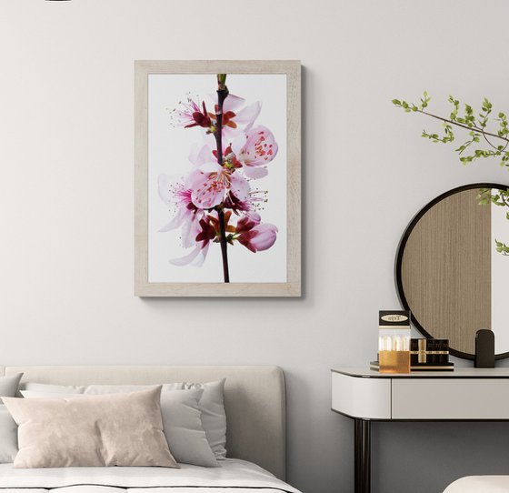 Cherry Blossoms