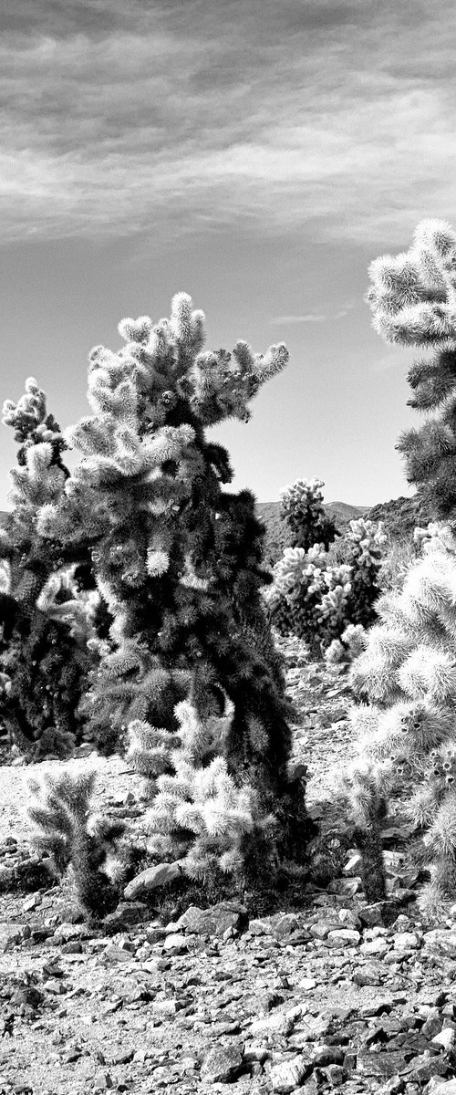 CHOLLA CYLINDERS Joshua Tree CA by William Dey