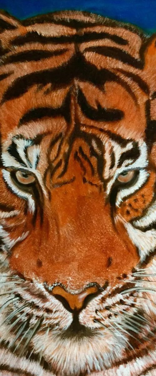 Tiger . by Olga Koval
