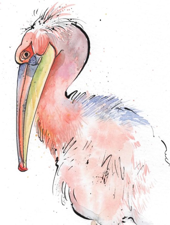 Pink backed Pelican
