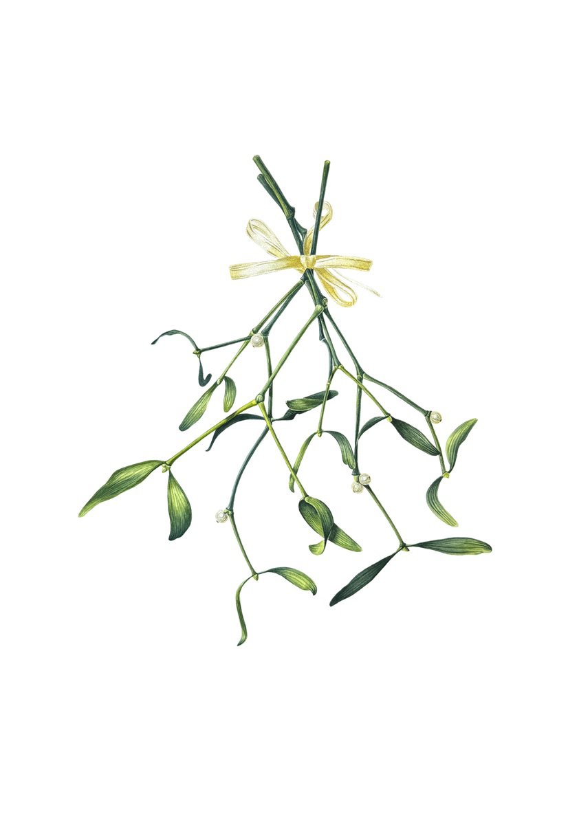 Photorealistic Botanical Watercolour By Yuliia Prokopchuk, 16 X 22", Mistletoe - Christmas Flower Painting, Original Artwork