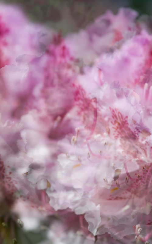 Pink 1 by Dieter Mach
