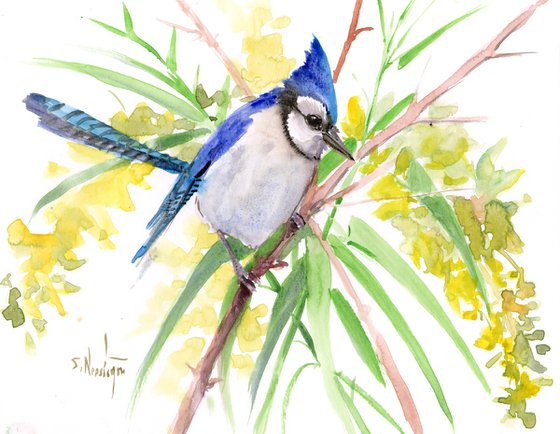 Blue Jay Bird