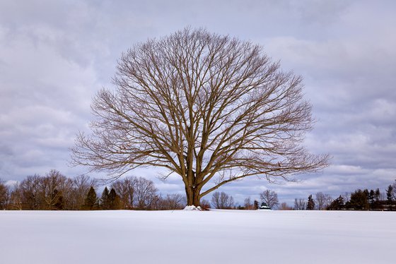 Lone Tree in Winter