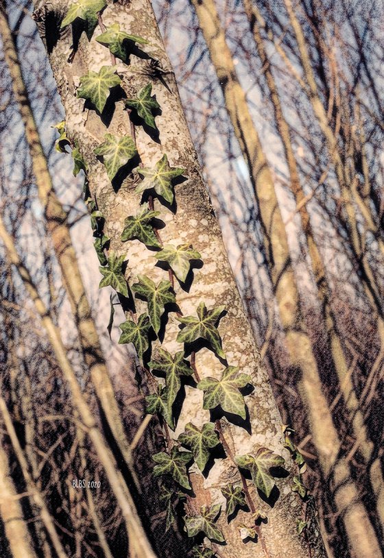 Ivy on Tree, Sant'Agata Sui Due Golfi, Sorrento, Italy