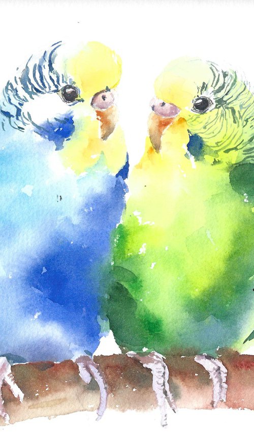 Budgie parakeet tropical birds artwork, watercolor illustration by Tanya Amos