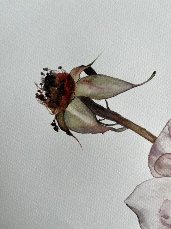 Duo roses pastel