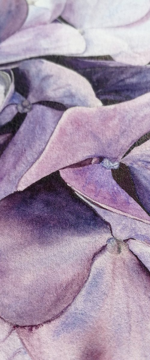 Violet Hydrangea by Alona Hryn