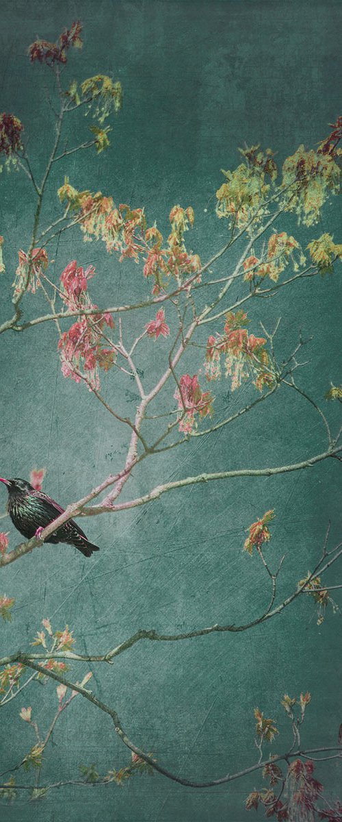 European Starling - Medium by Brooke T Ryan
