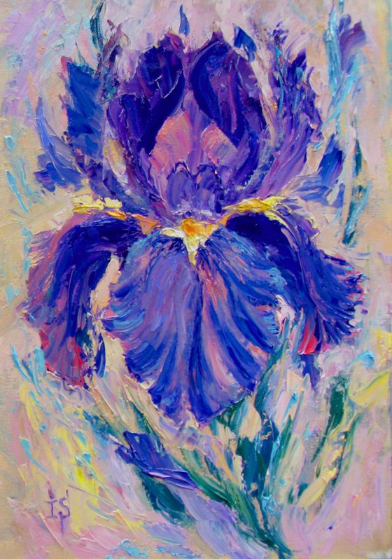 The lilac iris