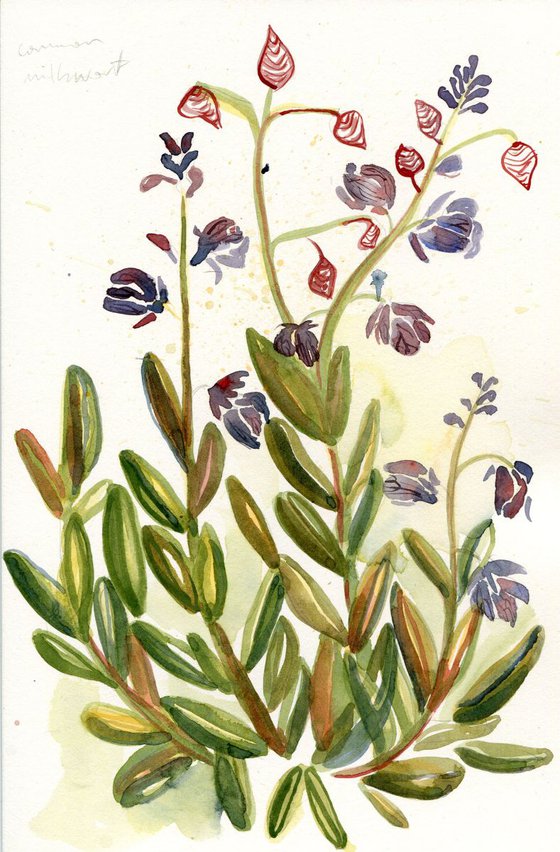 Original Watercolour Painting of British Wildflower Common Milkwort