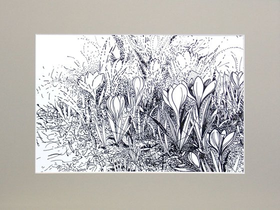 Meadow with crocuses * free shipping *