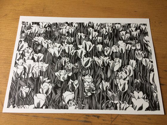 TULIP FEVER Ink Drawings Series