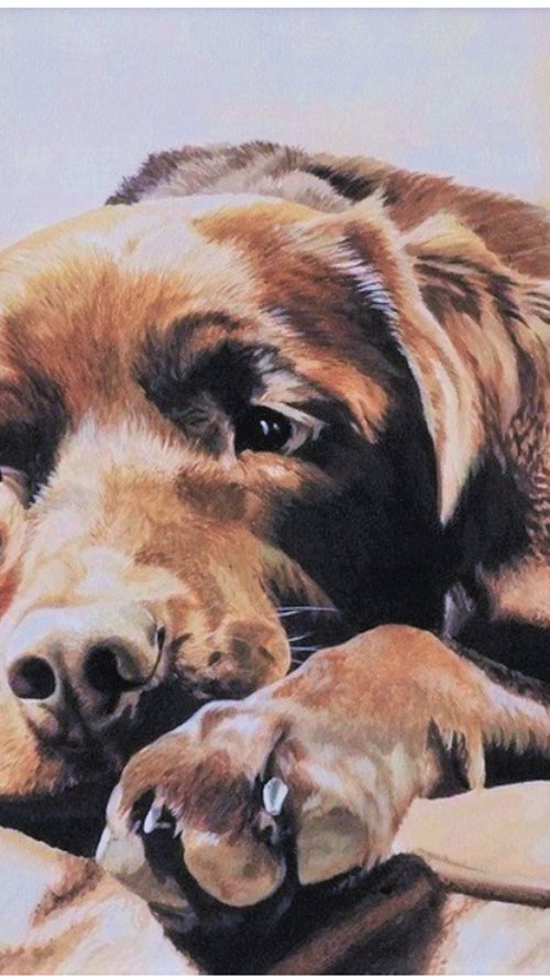 Chocolate  Labrador by Julian Wheat